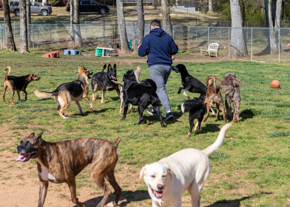 at-the-dog-park-its-playtime-for-dogs-and-human