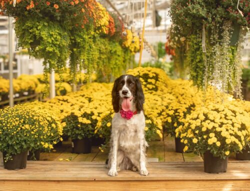 Dog-Safe Fall Planting