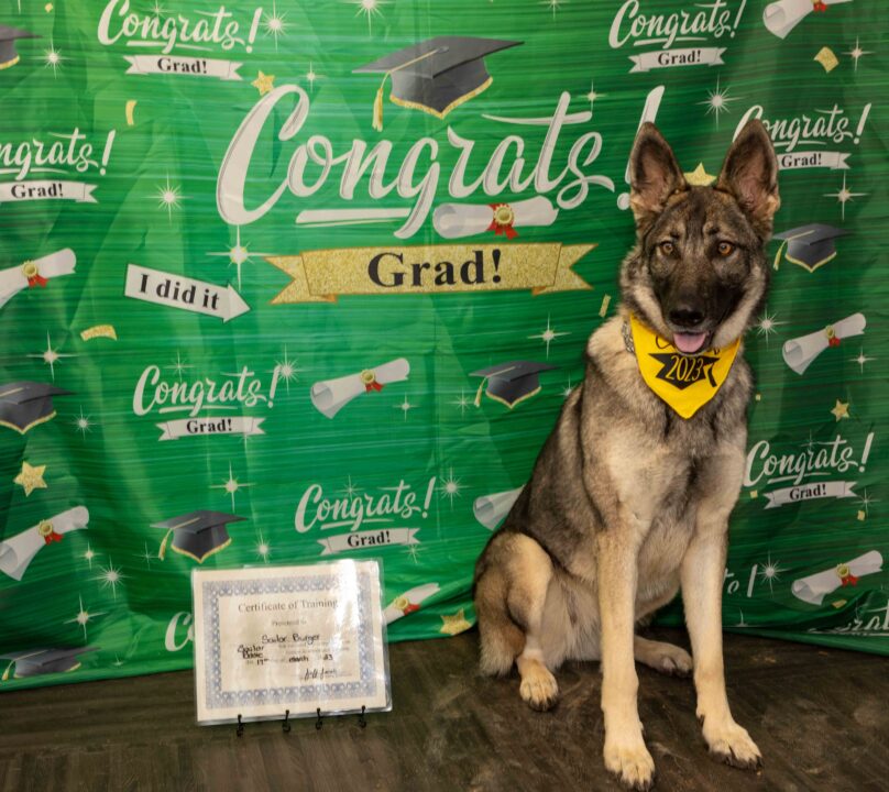 graduation-photo-of-german-shepard-dog-named-sailer-burger