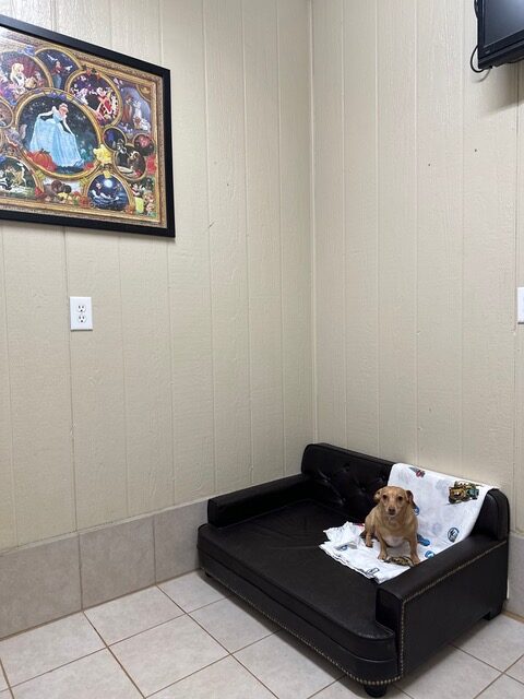 weenie-dog-in-the-penthouse-rotated