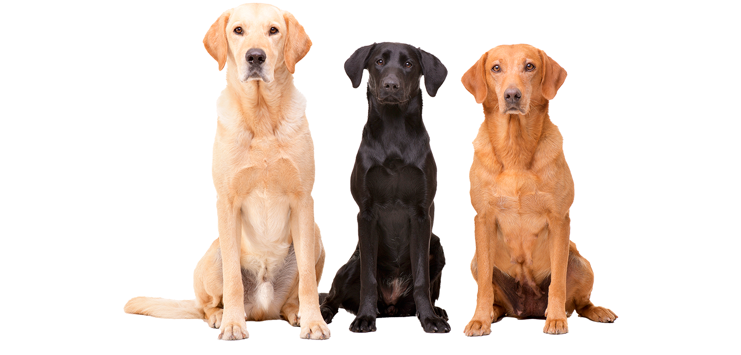 3 dogs
