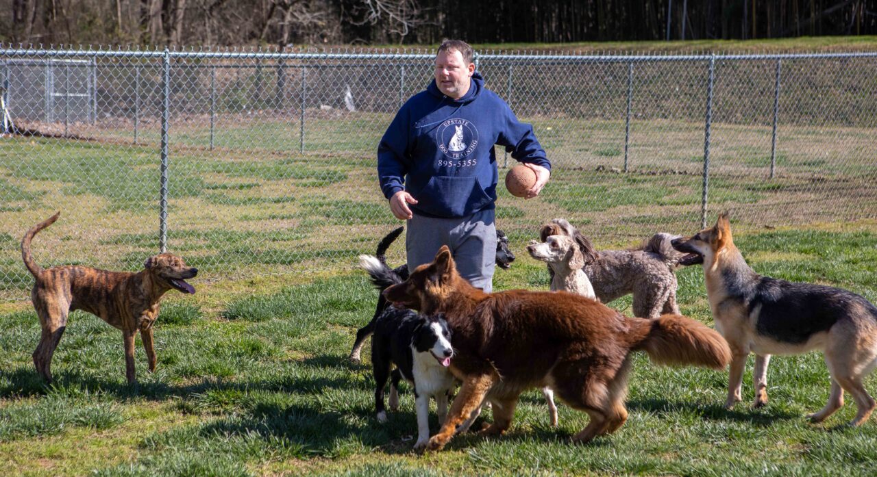 dog-daycare-dogs-at-our-dog-park-in-greer-sc