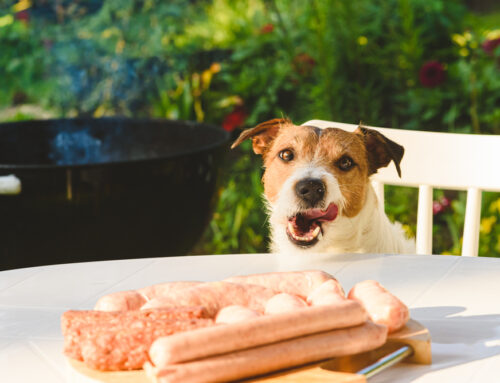 Summer Safety 101: Cookouts with Your Canine Companions