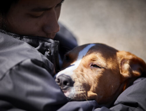 How Dogs Can Be a Lifeline for Those Struggling With Mental Health