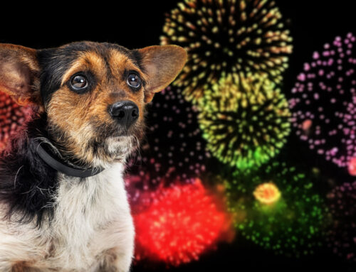 Keep Your Dog Cool and Happy in the July Heat and Fireworks