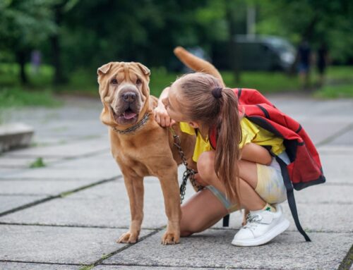 How Back-to-School Season Impacts Your Dog (And How to Help)