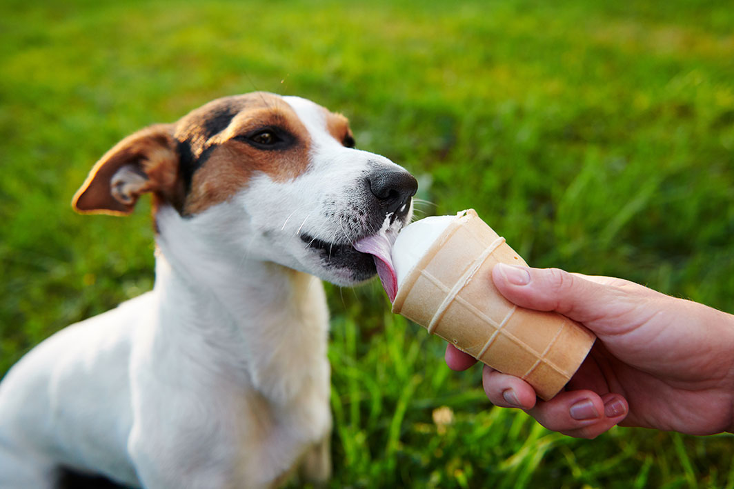 small-dog-breeds-jack-russell-terrier-eats-ice-cre-2024-09-23-02-27-47-utc