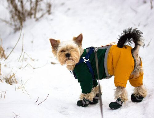 Cold Weather And Your Dog